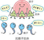 抗精子抗体.jpg